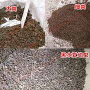 直線振動(dòng)篩在黑水虻蟲糞分離中的應(yīng)用